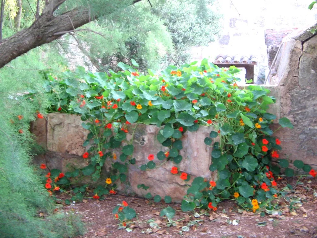 Jardín en flor