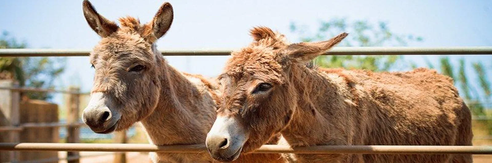 Burros de la finca